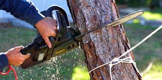 Best Tree Trimming and Pruning  in North Bellmore, NY