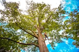 Best Lawn Pest Prevention  in North Bellmore, NY
