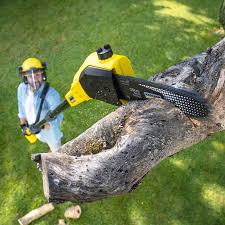 Best Palm Tree Trimming  in North Bellmore, NY