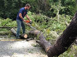 Best Emergency Tree Removal  in North Bellmore, NY