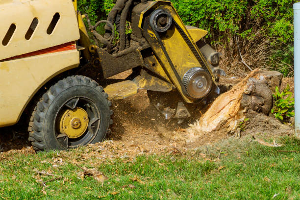 Best Tree Preservation Services  in North Bellmore, NY