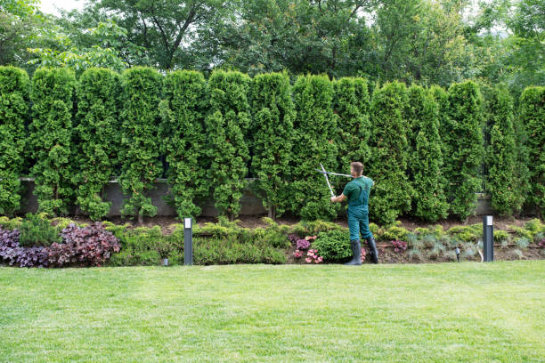 How Our Tree Care Process Works  in  North Bellmore, NY