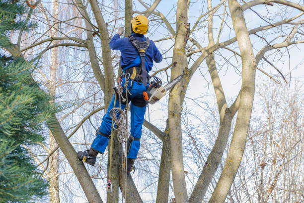Best Hazardous Tree Removal  in North Bellmore, NY
