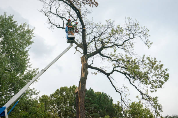 Best Commercial Tree Services  in North Bellmore, NY