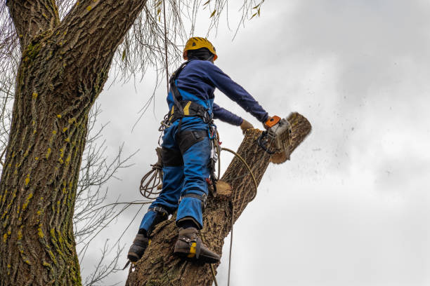 Best Stump Grinding and Removal  in North Bellmore, NY
