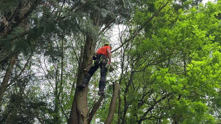 Best Tree Health Inspection  in North Bellmore, NY