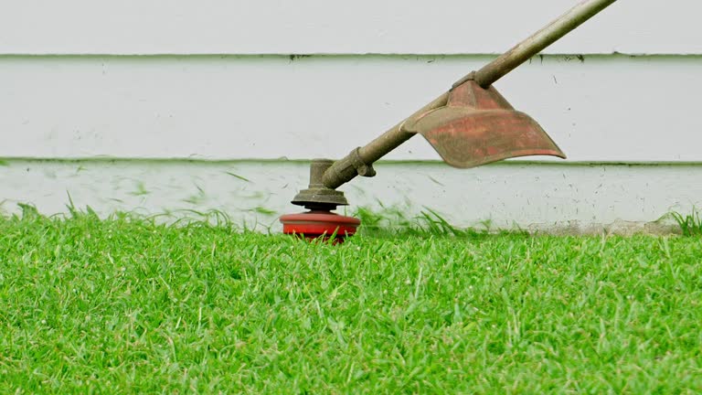 Best Root Management and Removal  in North Bellmore, NY