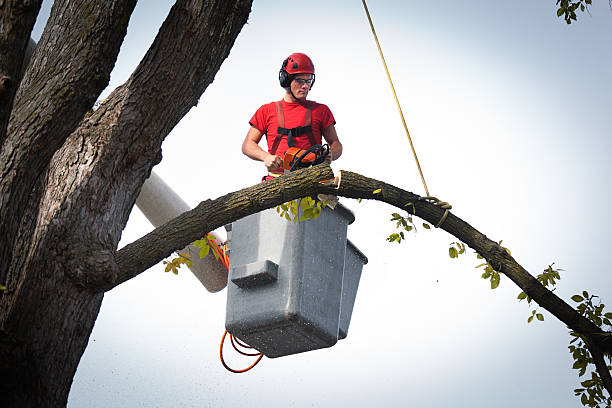 Best Tree Risk Assessment  in North Bellmore, NY