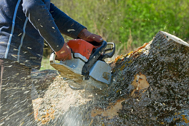 North Bellmore, NY Tree Services Company